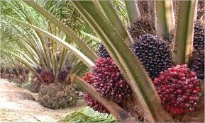 Penetapan Harga TBS Kelapa Sawit Kemitraan Plasma Prov Riau