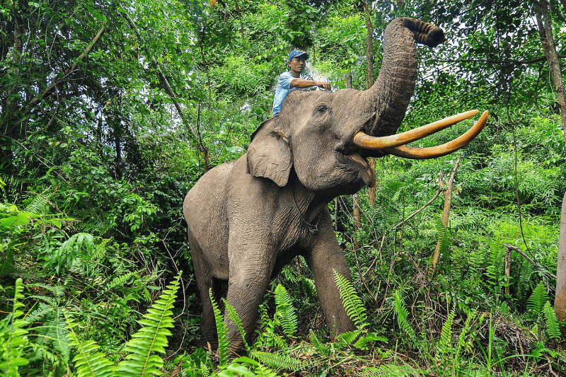 Nasib Taman Nasional Tesso Nilo: 69 Ribu Hektare Habis, Ada SHM di Kawasan Hutan