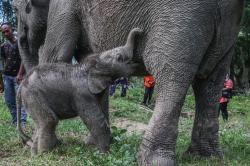 Bayi Gajah Tambah Koleksi TWA Buluh Cina