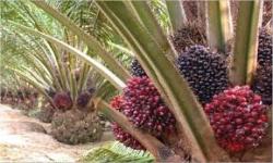 Daftar Harga TBS Kelapa Sawit Periode 20-26 November 2024