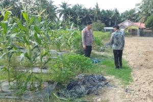 Program Ketahanan Pangan, Kapolsek Tapung Hilir Dukung Warga Cinta Damai