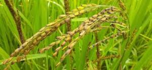 Awal 2025, Produksi Padi di Riau Melonjak