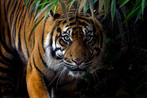 Anak di Pelalawan Tewas Diterkam Harimau saat Temani Kakak Cuci Piring